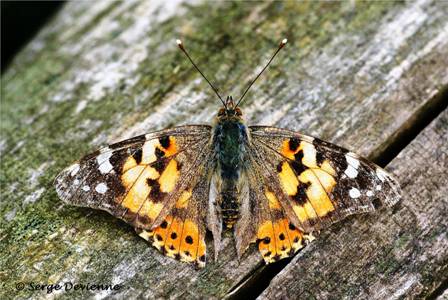 ipbd_DSC06306dm.jpg - Les papillons migrants des pays du sud vers le nord sont reconnaissables à la couleur délavée, presque terne, de leurs ailes due à l'altération des écailles qui les composent.